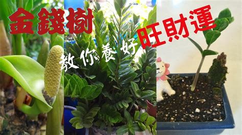 金錢樹開花是什麼意思|金錢樹開花：財運亨通的象徵與種植指南 – 植物盆栽綠寶典